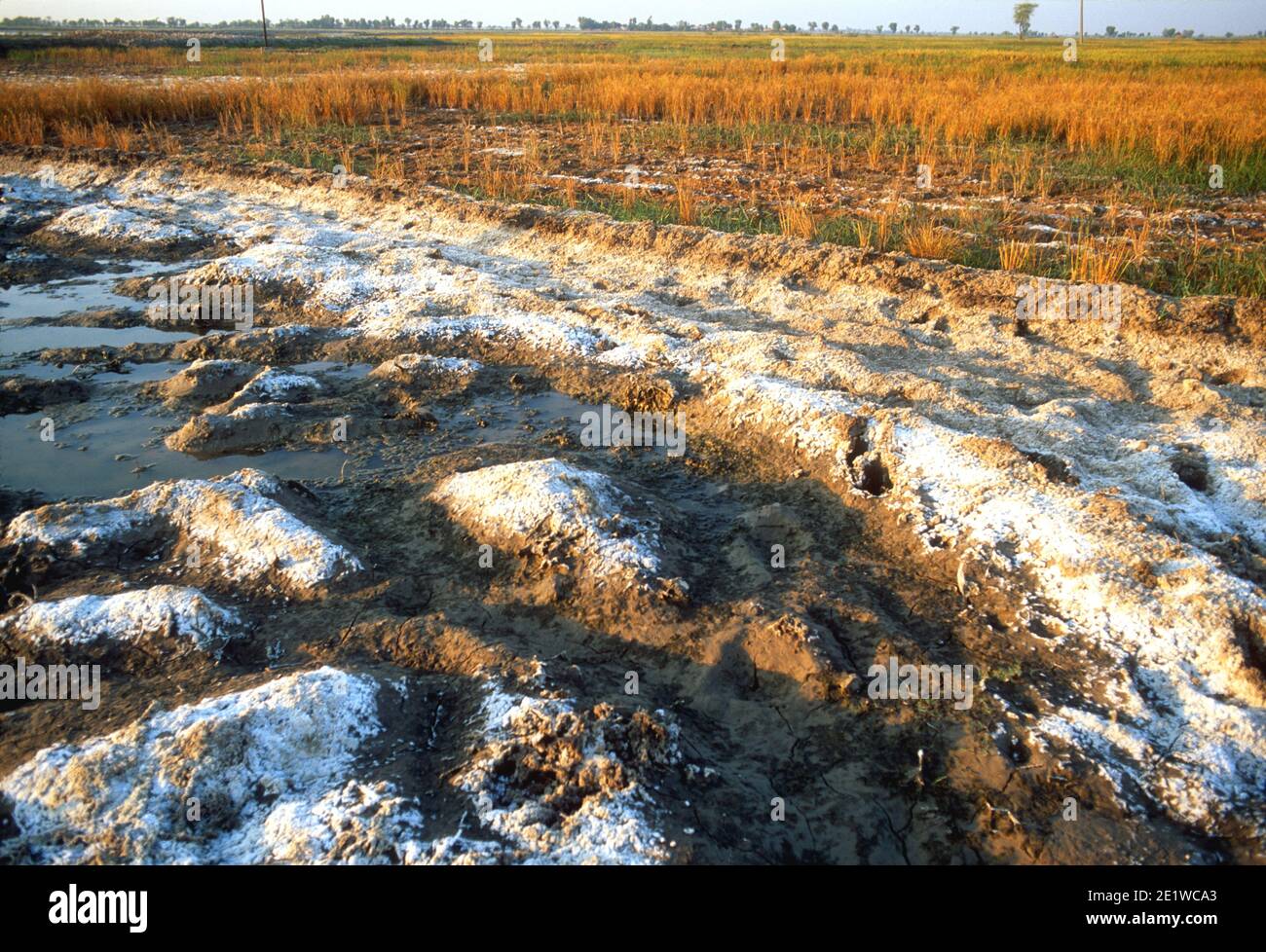 Salt from rising water table with destroyed rice crop, Sindh, Pakistan Stock Photo Alamy