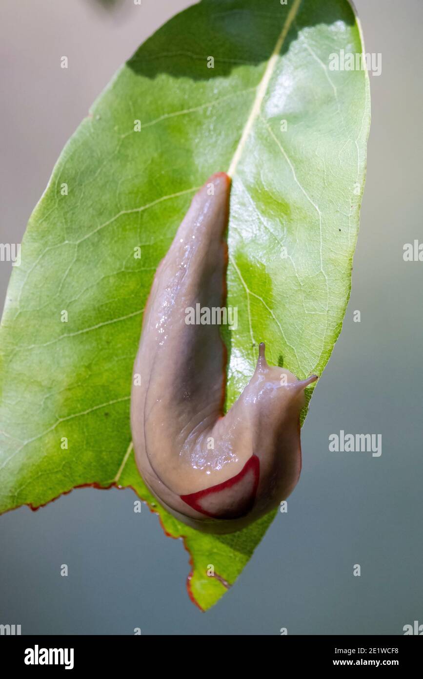 Red triangle slug on green leaf stock photo alamy