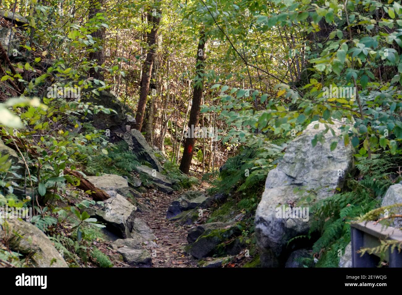 The view of the green trees and rocks for hiking spot near Hawk Mountain, Pennsylvania, U.S.A Stock Photo