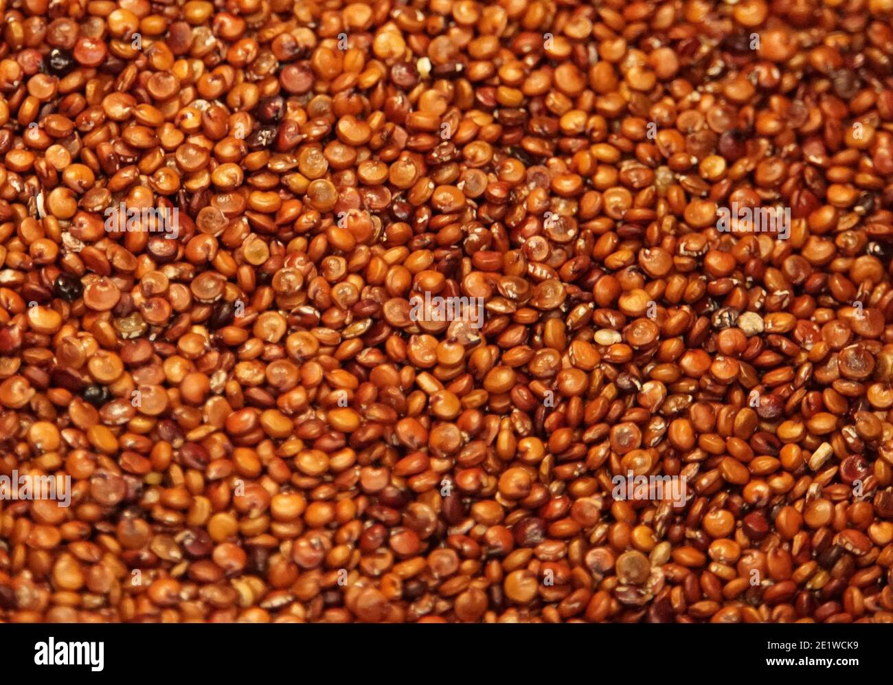Red quinoa seeds, a super food high in fiber Stock Photo Alamy
