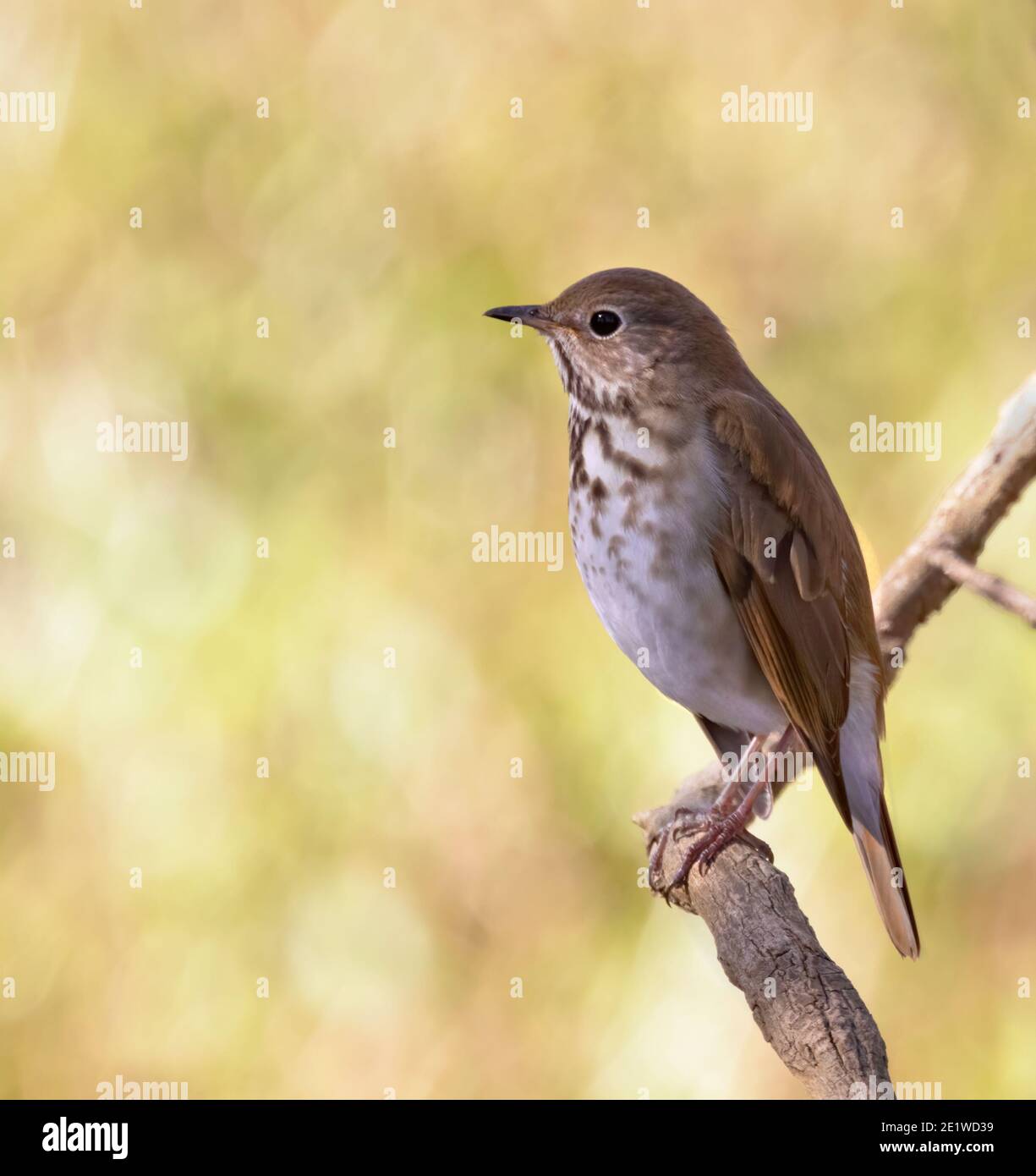 The hermit thrush (Catharus guttatus) perched on the tree branch, Texas Stock Photo