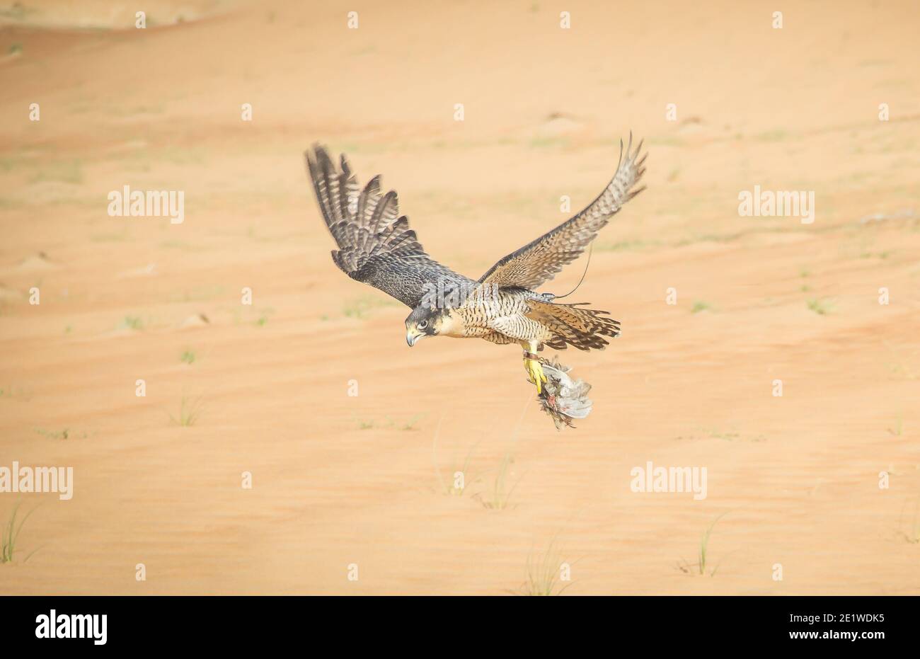 Arabian Desert falcon flying high speed after catching his prey Stock Photo