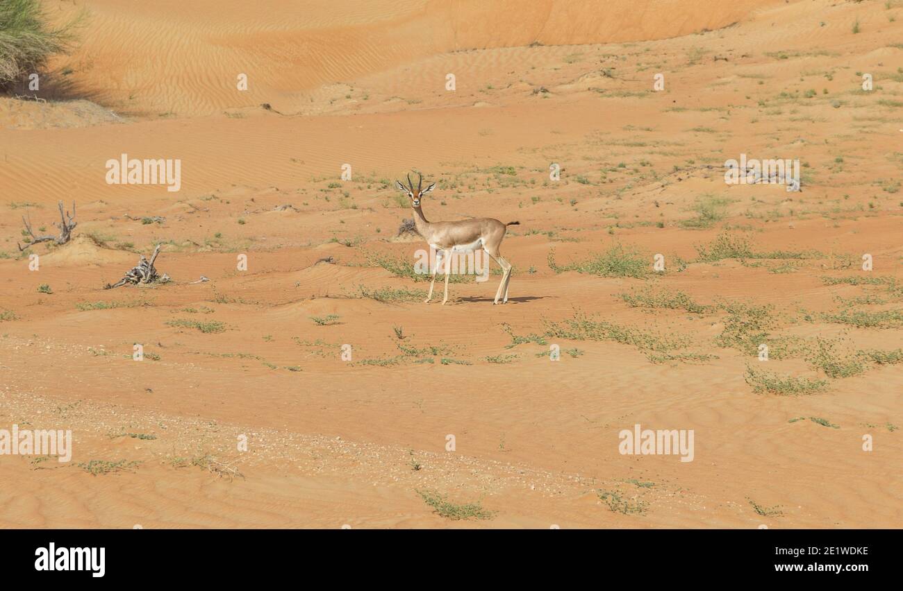 Sand gazelle uae High Resolution Stock Photography and Images - Alamy