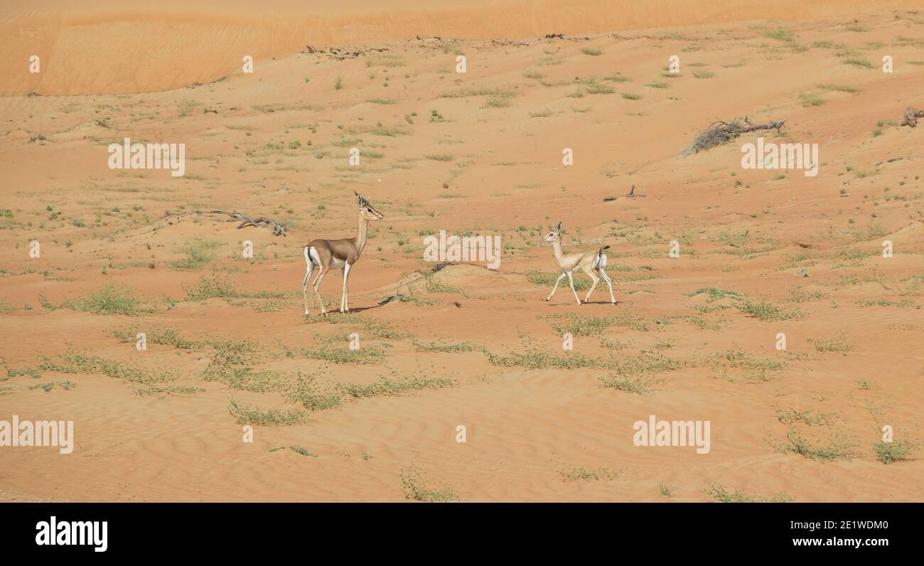 Gazelle jumping hi-res stock photography and images - Alamy