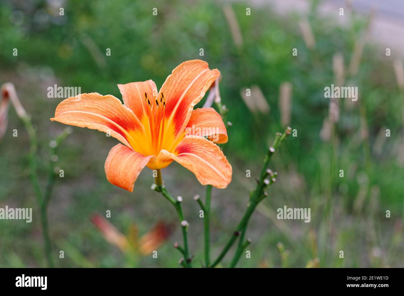 Tiger lily illustration hires stock photography and images Alamy
