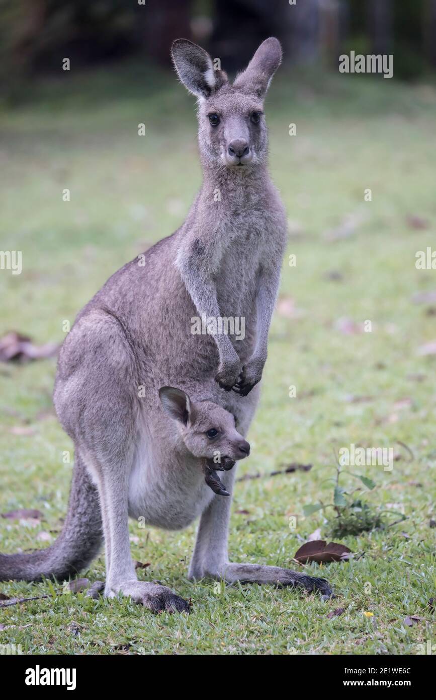 Eastern Grey Kangaroo with a joey in her pouch Stock Photo