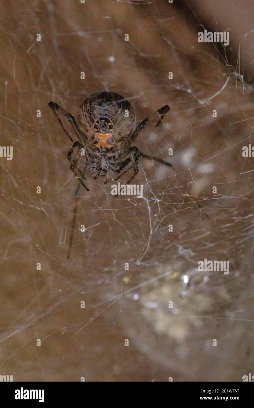 Adult Female Brown Widow Of The Species Latrodectus Geometricus With