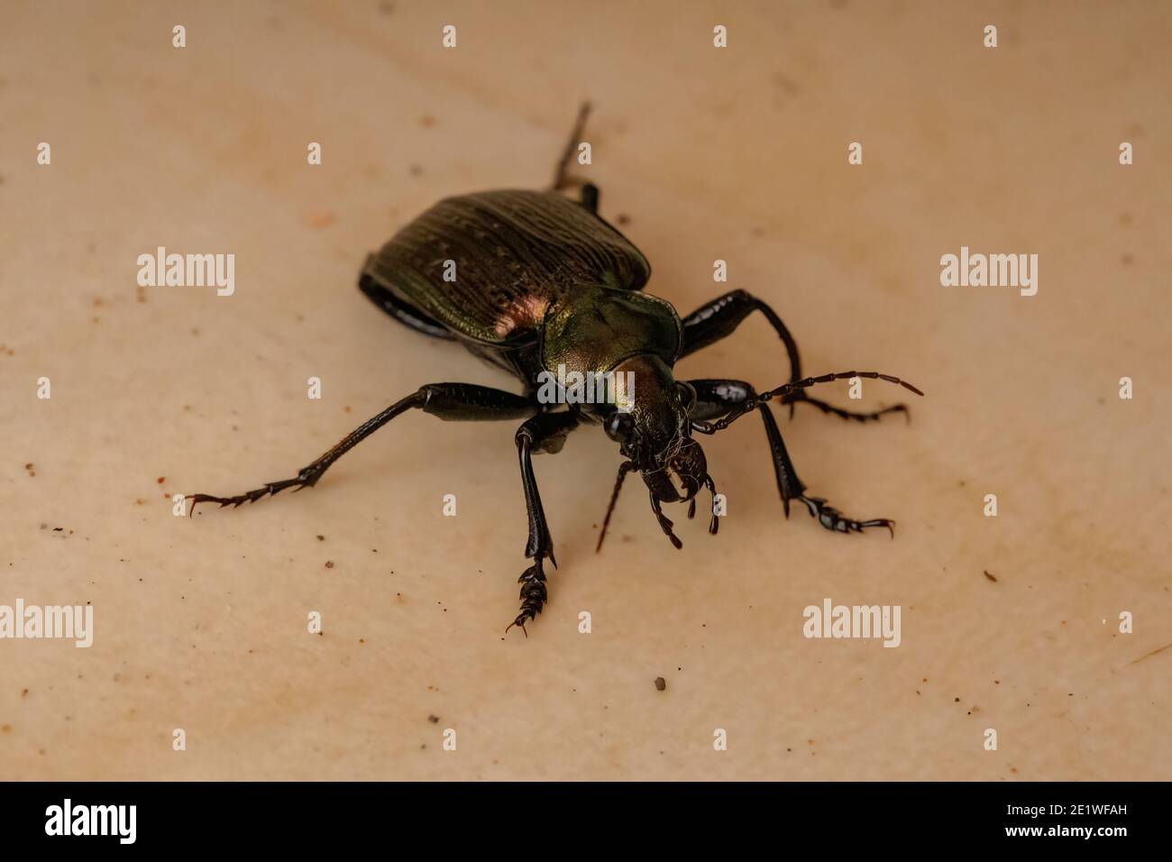 Adult Caterpillar hunter Beetle of the species Calosoma alternans Stock Photo