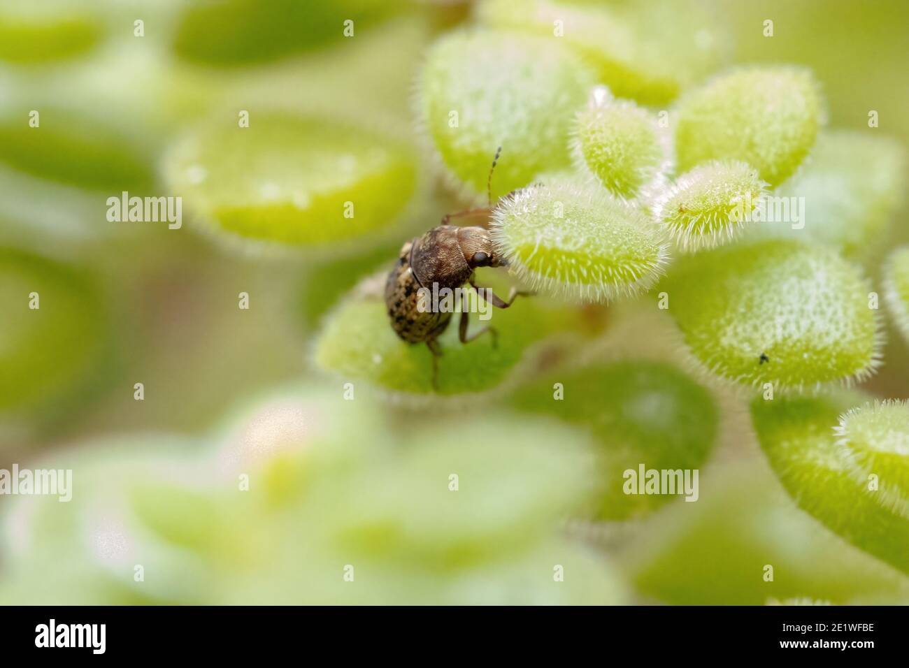 Coffee Bean Weevil of the species Araecerus fasciculatus Stock Photo