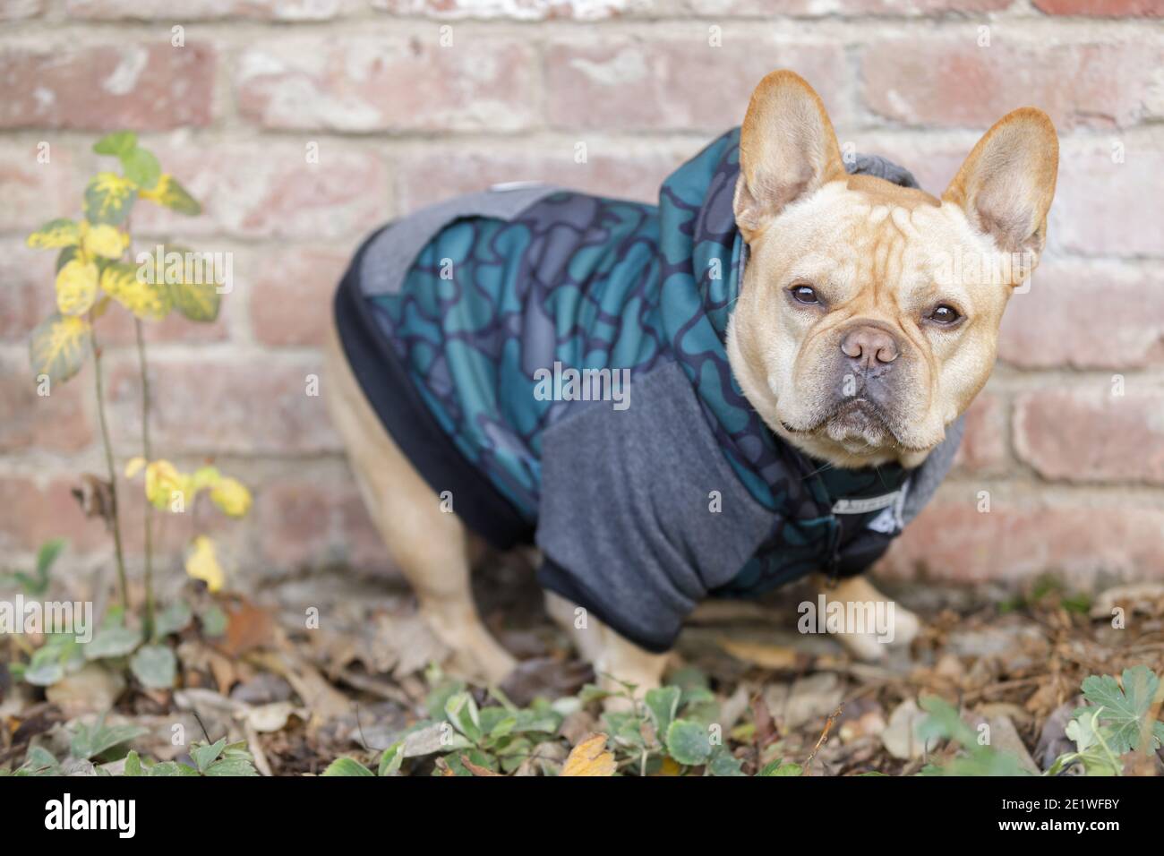 Fashionable Frenchie Standing in front of Brick Wall and Looking at Camera. Stock Photo