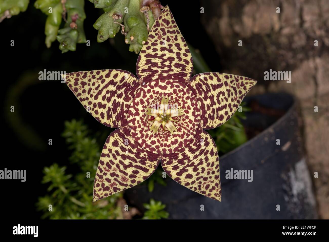 star cactus flower of the species Orbea variegata Stock Photo