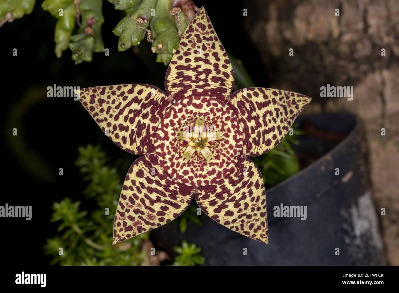 Star Cactus Flower High Resolution Stock Photography And Images Alamy
