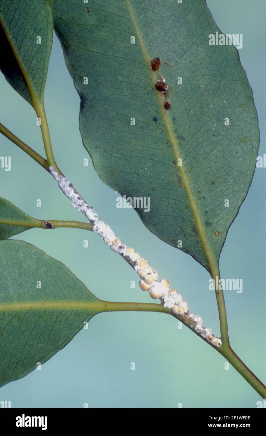 SCALE (SAP-SUCKING INSECTS) PREY ON MOST KINDS OF PLANTS AND TREES. SCALE SEEN HERE ON EUCALYPTUS LEAF. Stock Photo