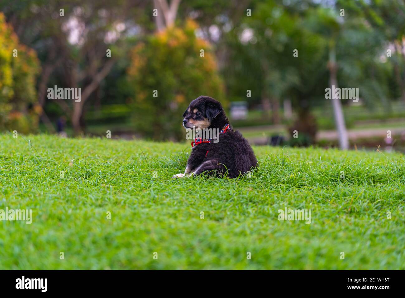 Adorable black poodle puppy sitting on grass lawn Stock Photo - Alamy