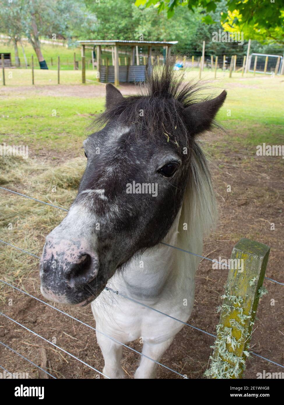 Small Horse On A Farm Stock Photo