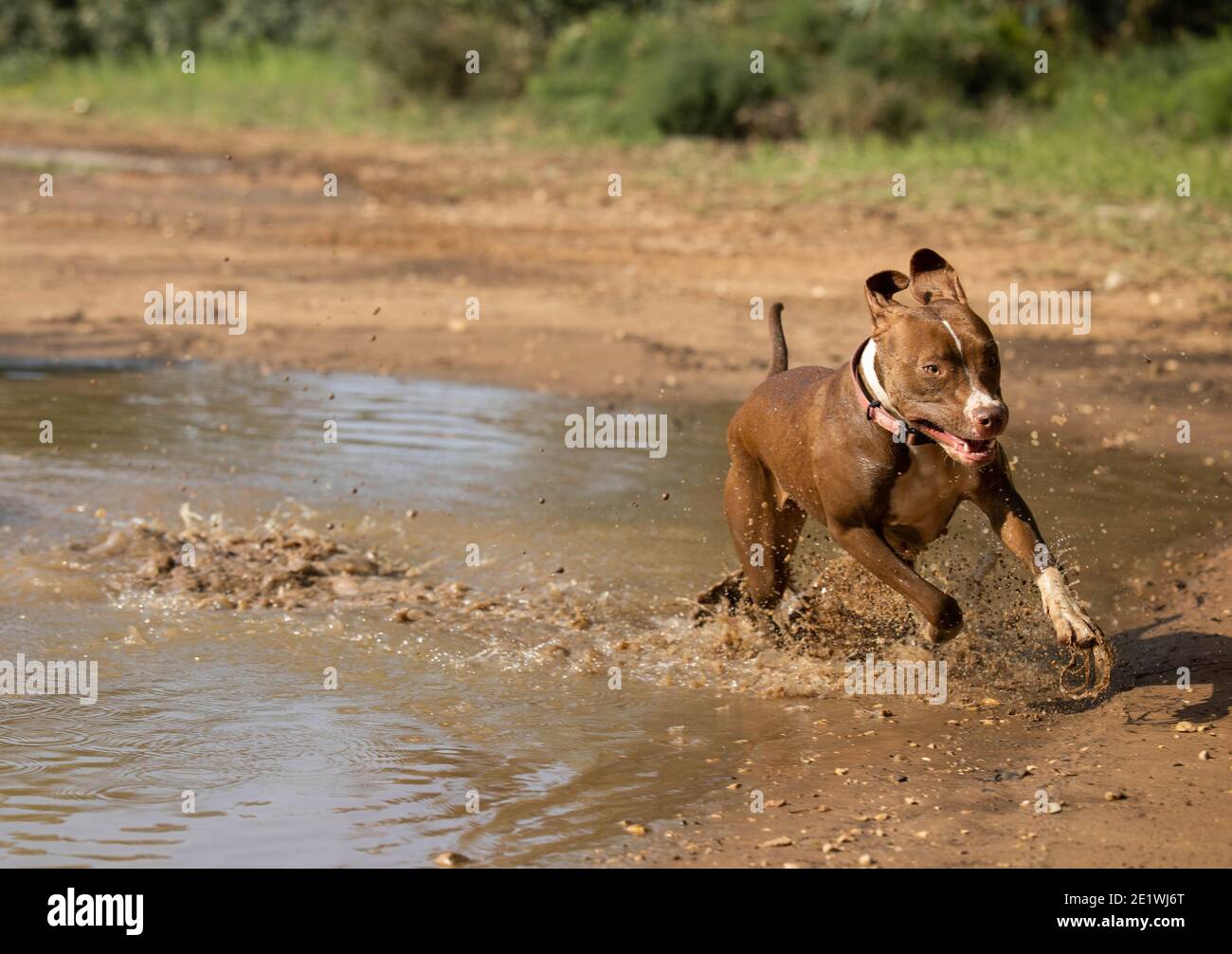 A pit bull dog ran into a puddle of water in the forest Stock Photo Alamy