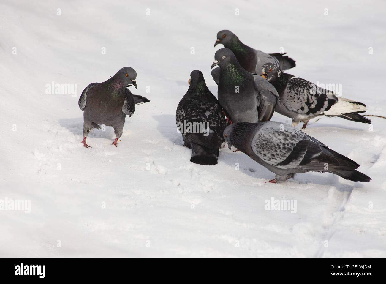 A group of pigeons meets the leader of the flock. The concept of subordination to a leader in teamwork Stock Photo
