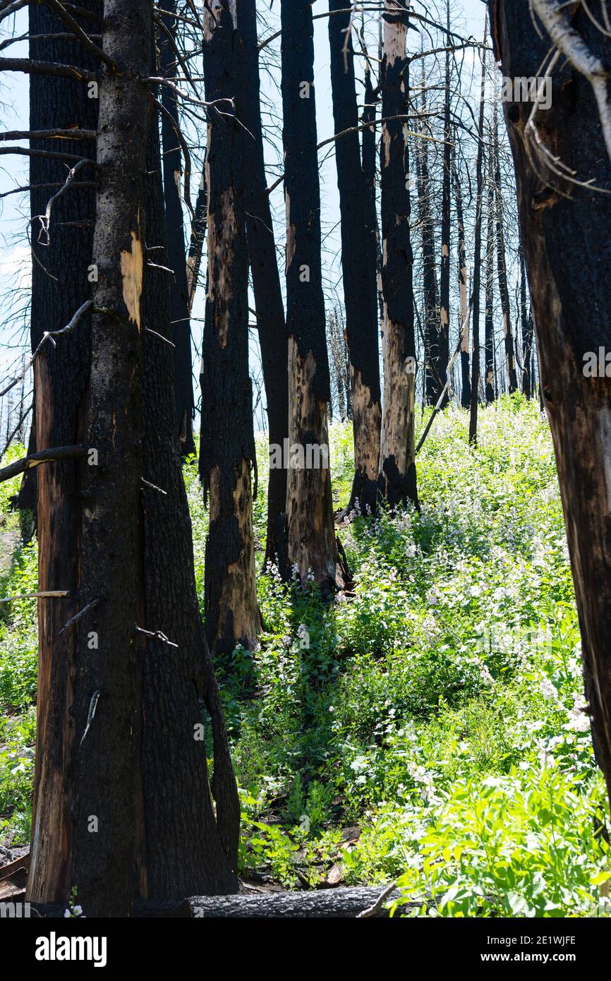 Mountainside recovering from wildfire, burnt remains of trees Stock Photo
