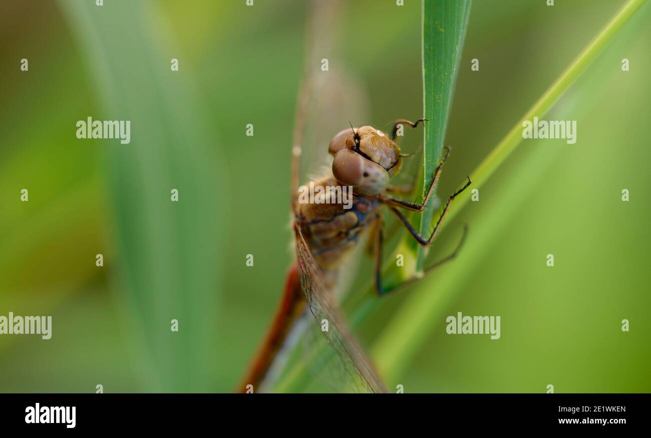 Close up of a dragonfly Stock Photo