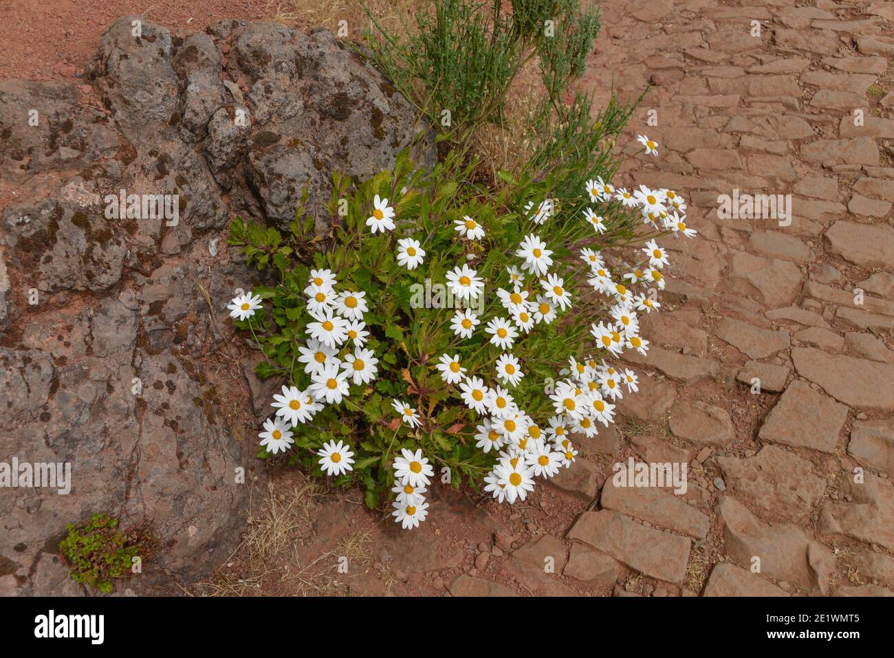 Marguerite (Argyranthemum frutescens), Zentralgebirge, Madeira, Portugal Stock Photo