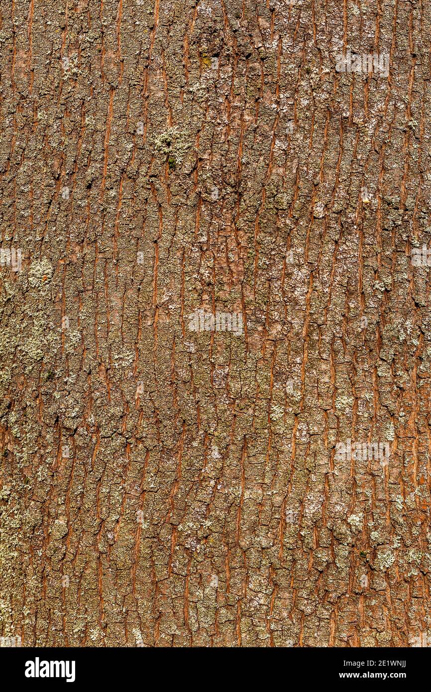 Wooden texture of dark, rough tree bark brown color Stock Photo Alamy