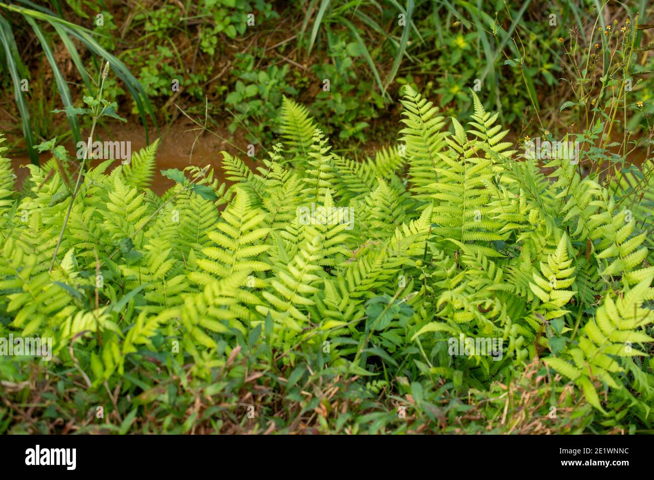 A fern is a member of a group of vascular plants that reproduce via spores  and have neither seeds nor flowers. Ferns are easy to grow Stock Photo -  Alamy