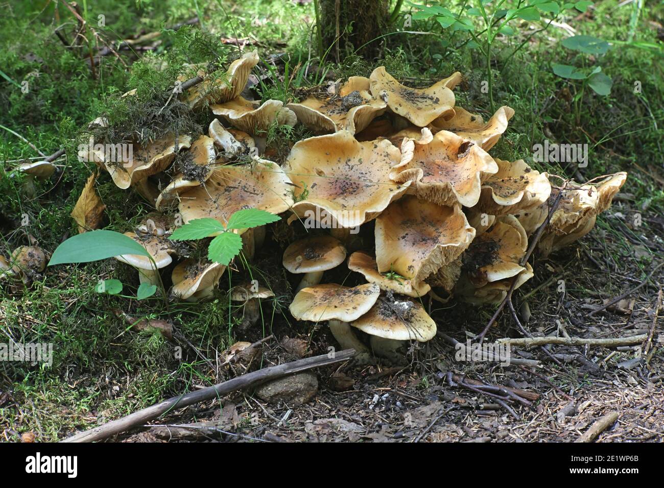 Cortinarius turmalis, a webcap mushroom from Finland with no common english name Stock Photo