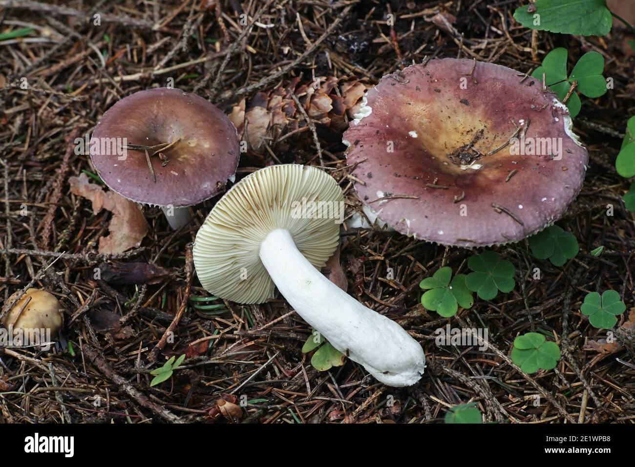 Russula integra, commonly known as the nutty brittlegill or entire russula, wild edible mushroom from Finland Stock Photo