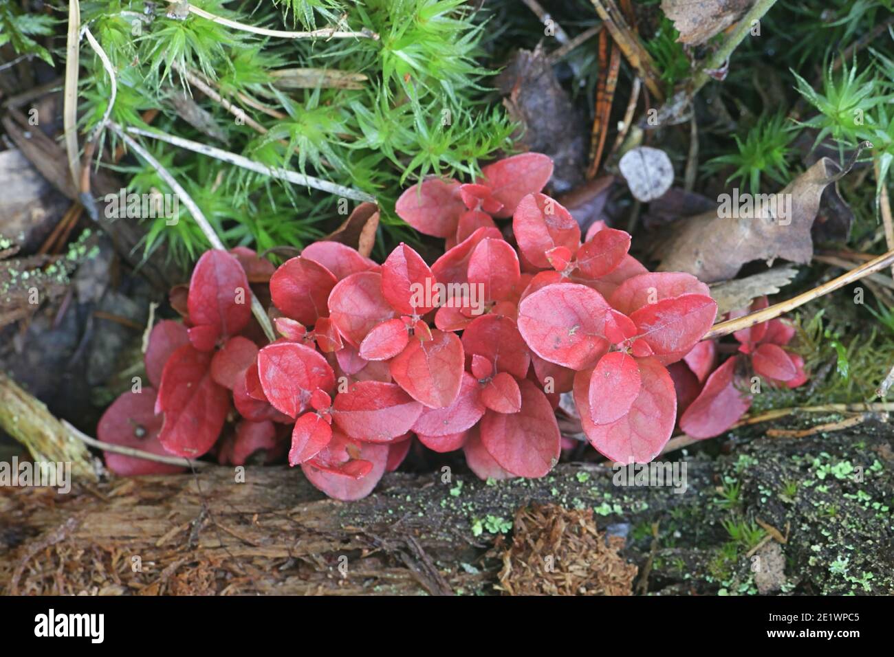 Exobasidium splendidum, a fungal pathogen turning leaves of cowberry, Vaccinium vitis-idaea, bright red Stock Photo