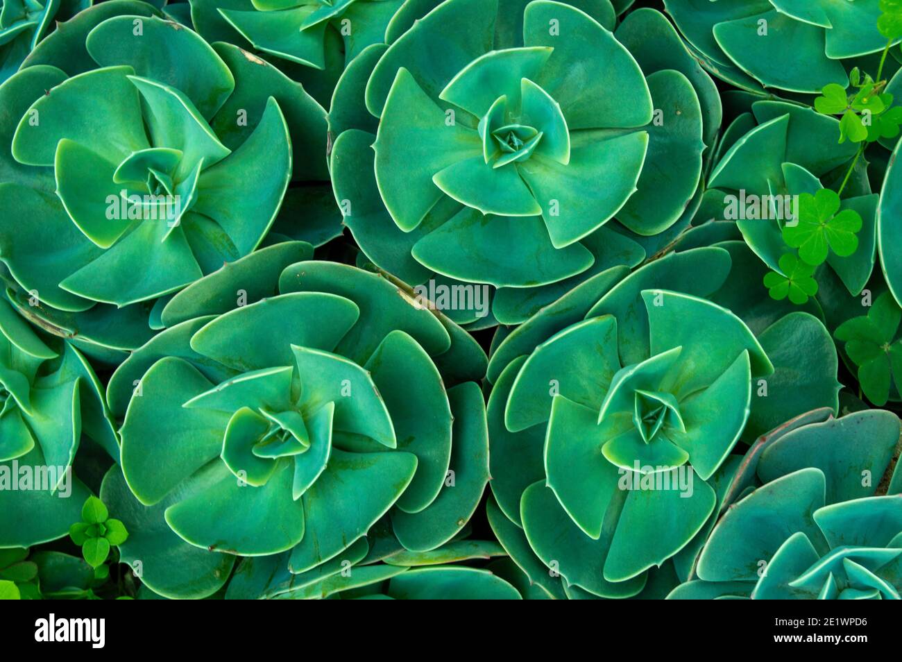 In botany, succulent plants, also known as succulents, are plants with