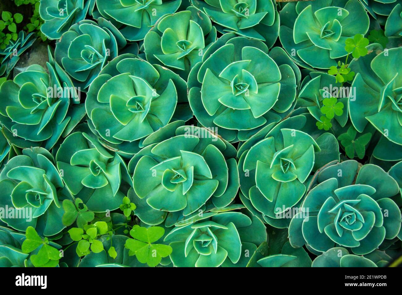 In botany, succulent plants, also known as succulents, are plants with