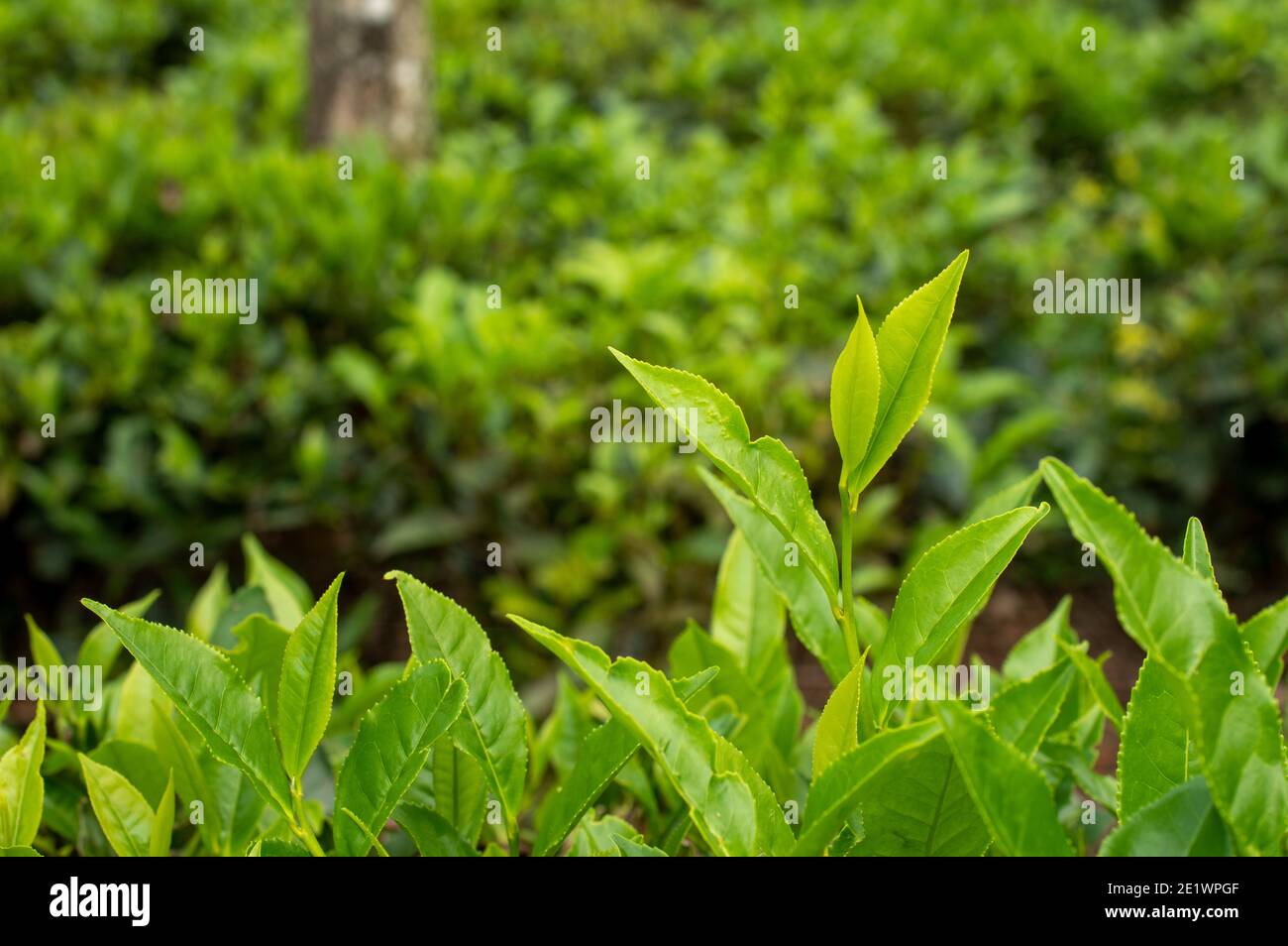 Tea is an aromatic beverage commonly prepared by pouring hot or boiling ...