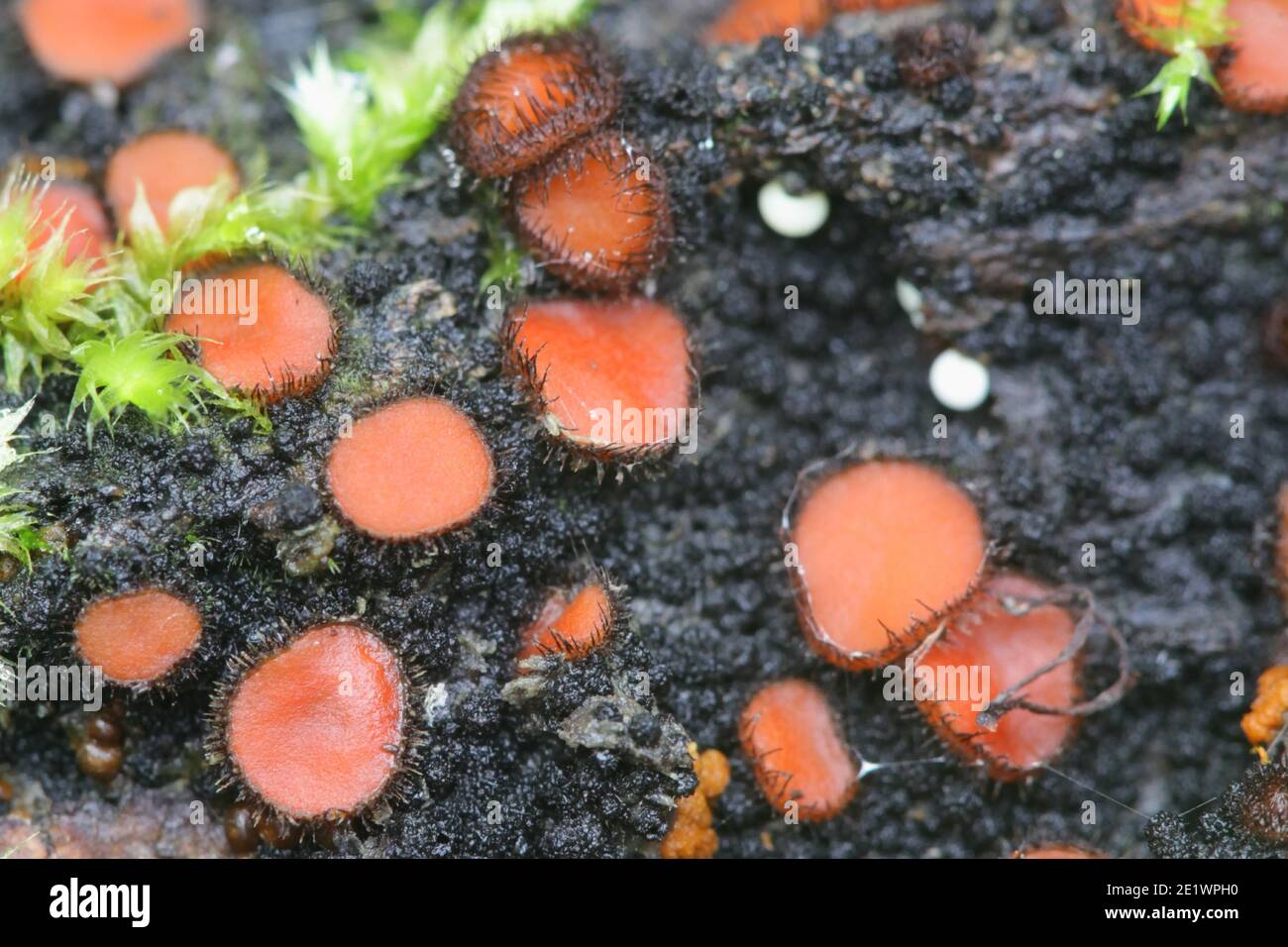 Scutellinia scutellata, known as the eyelash cup, the Molly eye-winker, the scarlet elf cap, the eyelash fungus or the eyelash pixie cup, wild mushroo Stock Photo