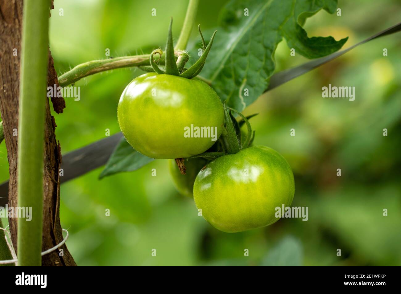 Tomatoes are fruits that are considered vegetables by nutritionists