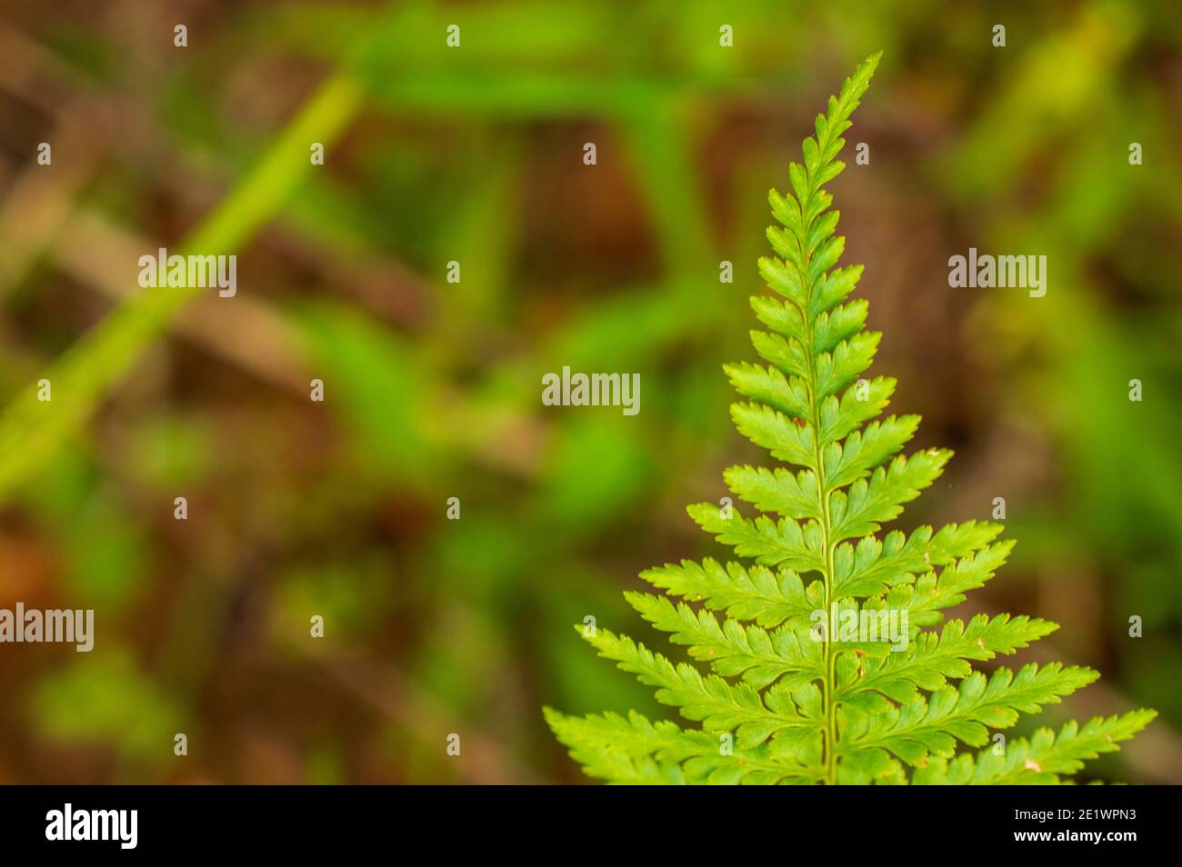 Wild green plants grow in unattended places all over the world in many different climate zones. Stock Photo
