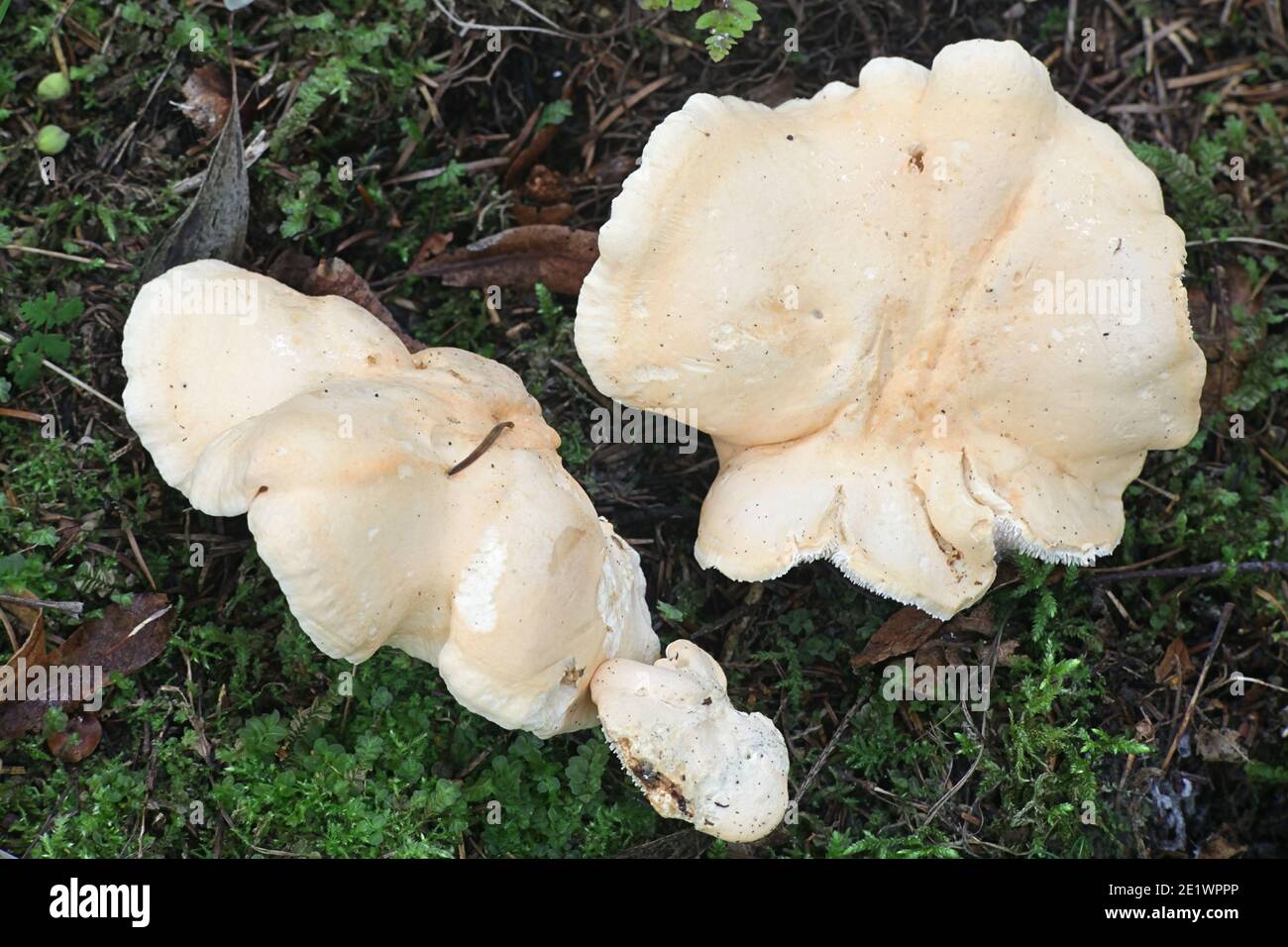 Hydnum repandum, known as the sweet tooth, wood hedgehog or hedgehog mushroom, wild tooth fungus from Finland Stock Photo