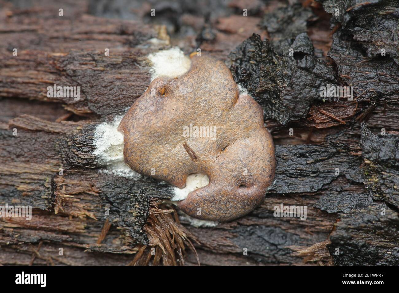 Dictydiaethalium plumbeum, a slime mold of the Order Liceales, no common english name Stock Photo