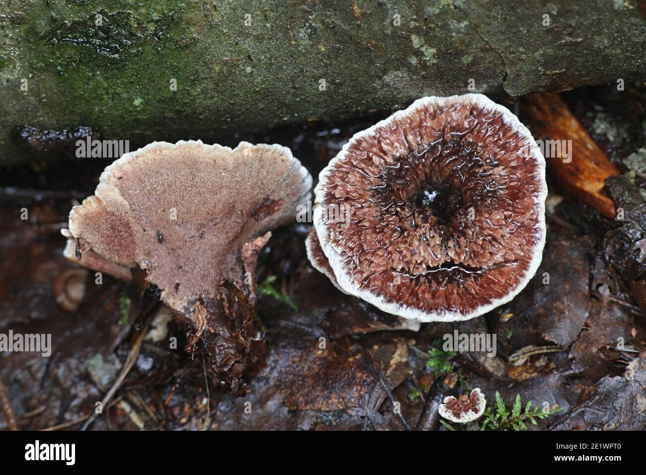 Hydnellum concrescens, also called Hydnum zonatum, the zoned tooth fungus, wild mushroom from Finland Stock Photo