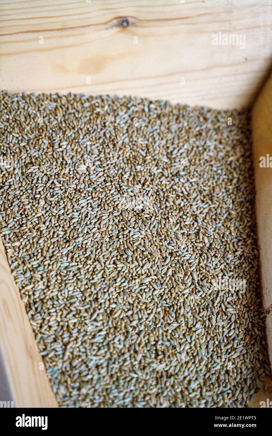Wheat grains at mill storage. Close up. Good harvest of farmers, big pile of grain Stock Photo