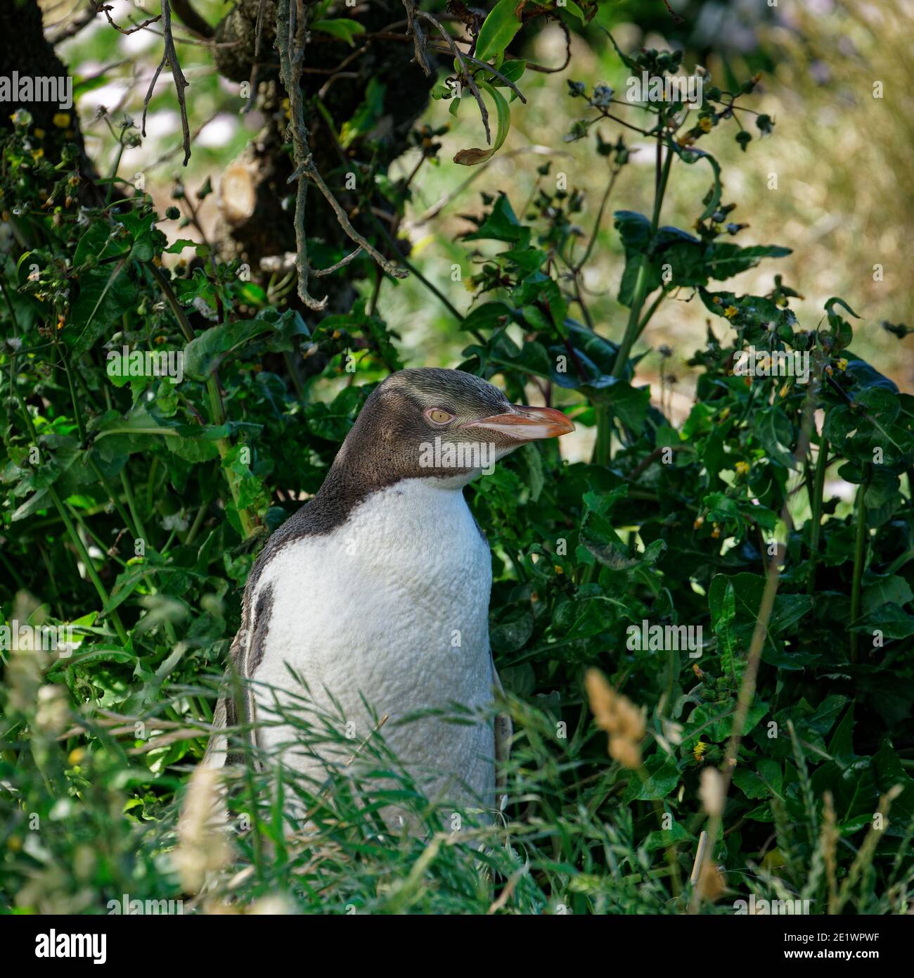 A baby yellow-eyed penguin hiding in undergrowth waiting for a parent to return to feed it, Otago, New Zealand. Stock Photo