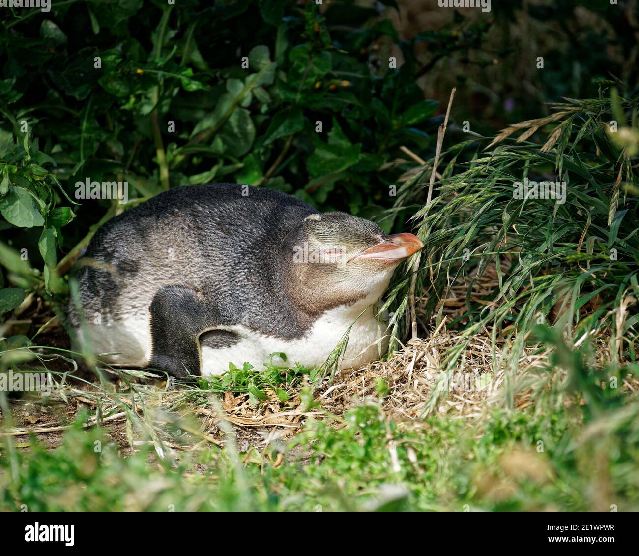 A baby yellow-eyed penguin asleep in undergrowth while waiting for a parent to return to feed it, Otago, New Zealand. Stock Photo