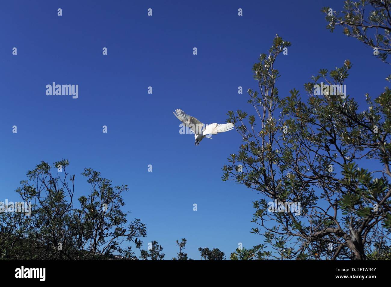 White Cockatoo diving off a Green Tree against Blue Sky Stock Photo