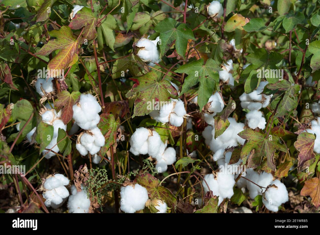 Cotton Plant India High Resolution Stock Photography and Images Alamy