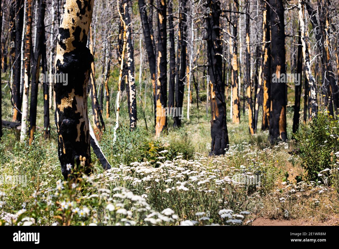Mountainside recovering from wildfire, burnt remains of trees Stock Photo