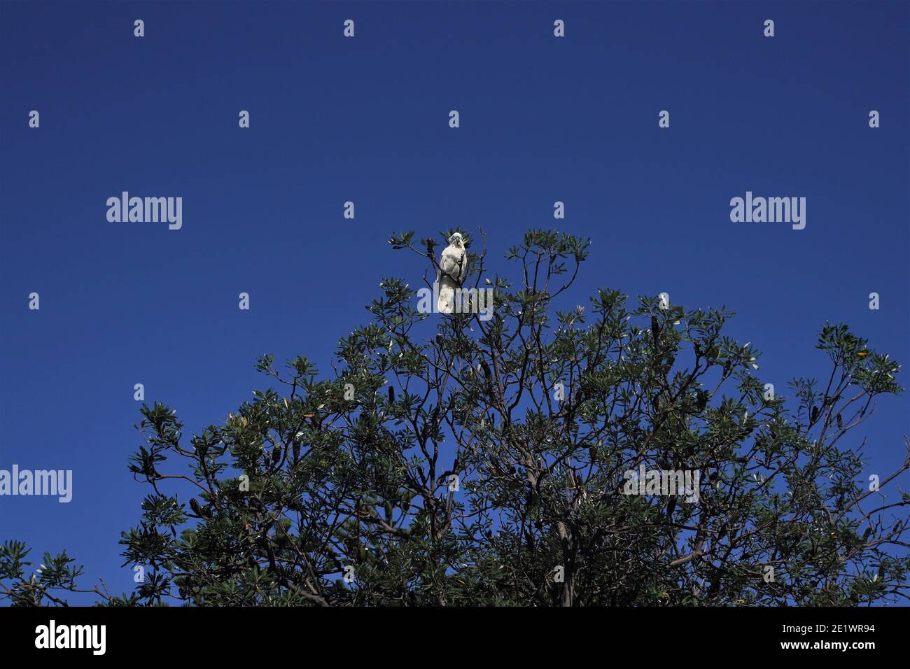 Sulphur-Crested Cockatoo atop a Green Tree against Blue Sky Stock Photo