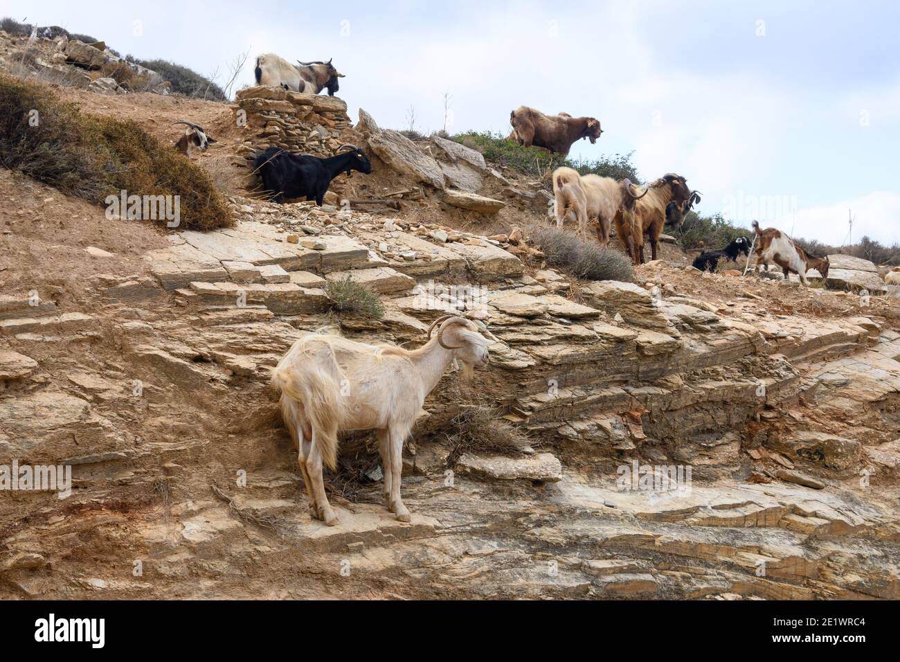 A group of goats are standing on the rocks. Ios island. Greece. Europe. Stock Photo