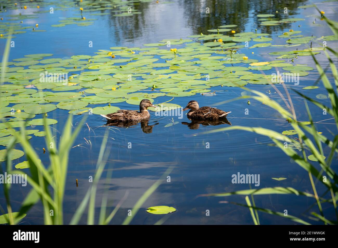 Two ducks on a smooth water surface. Stock Photo