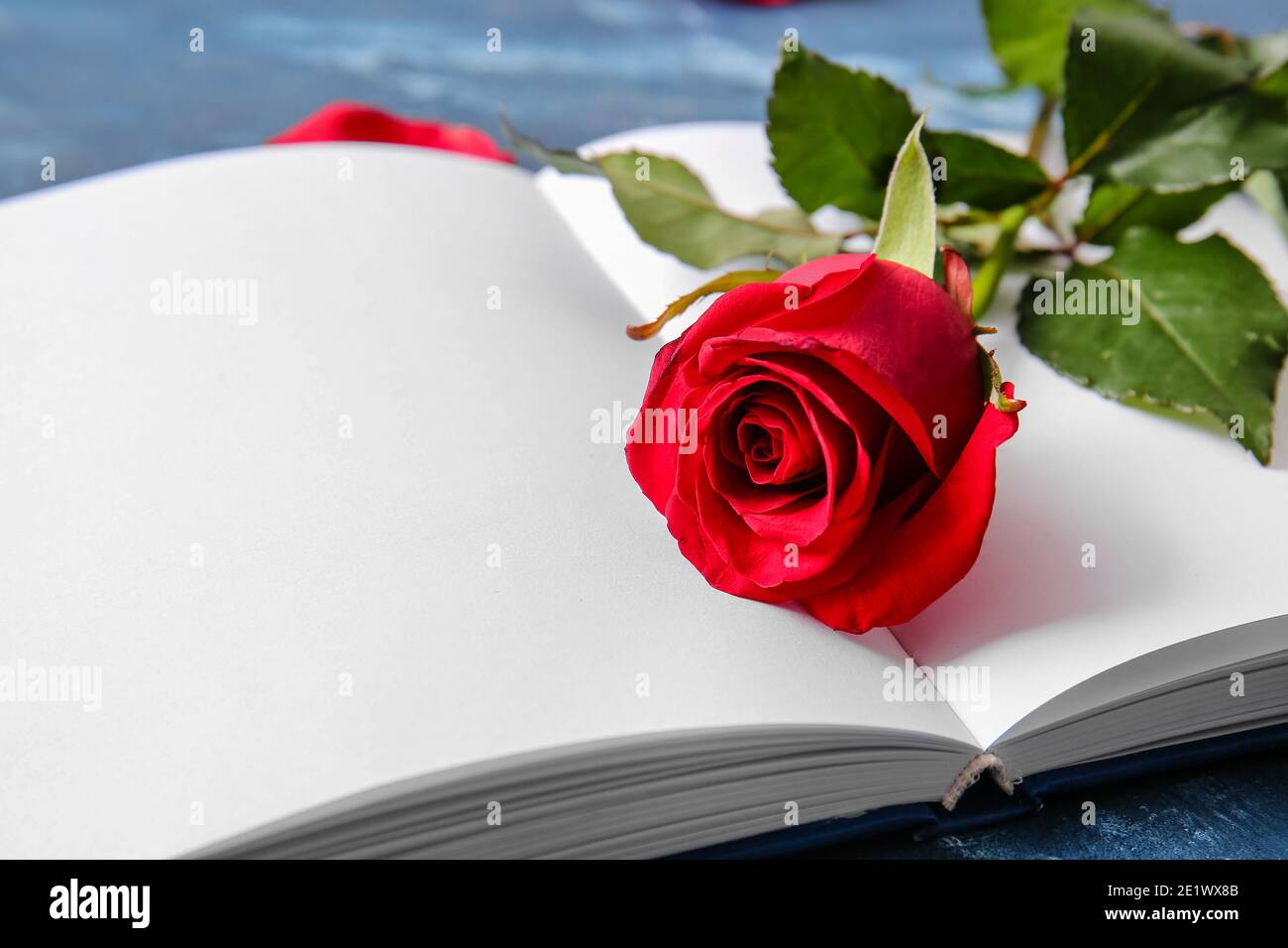 Book with blank pages and beautiful red rose on color background ...