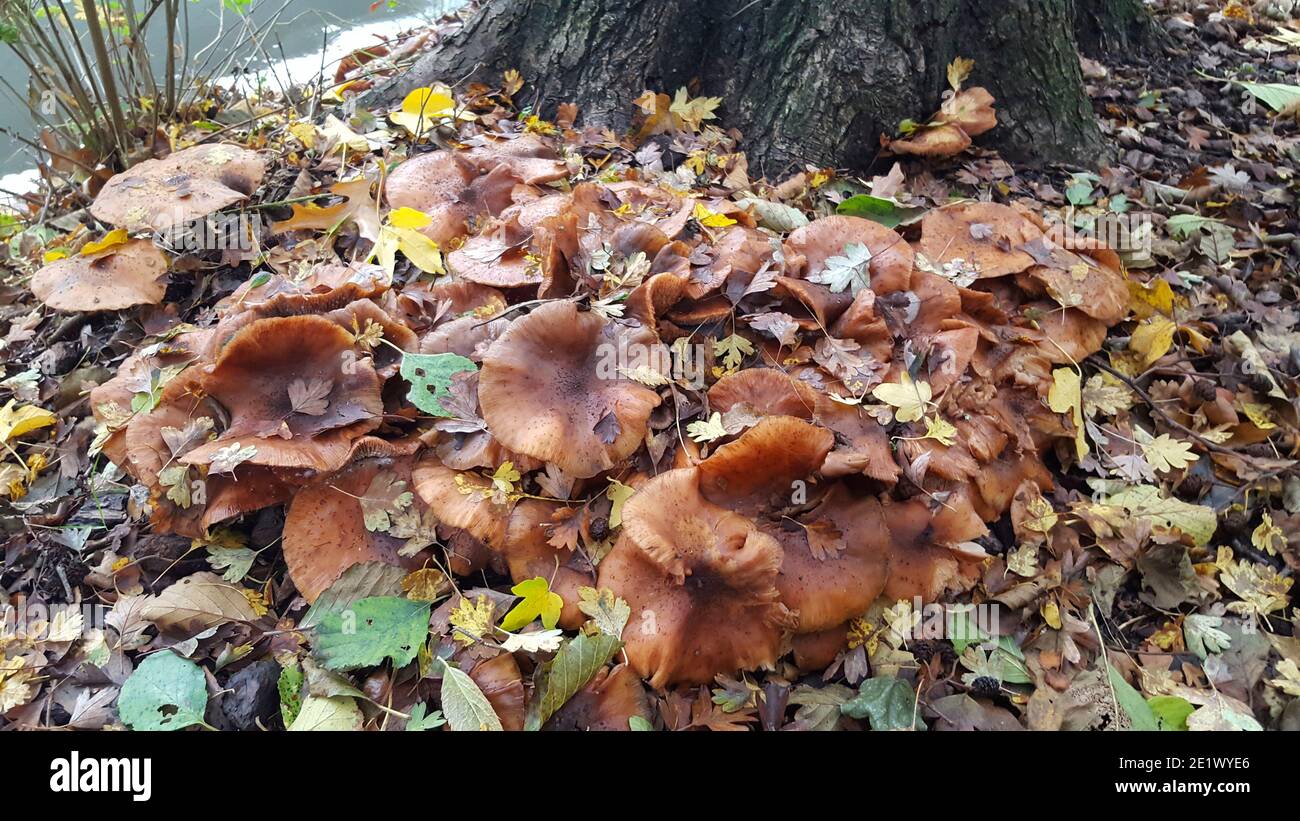 Honey mushroom Armillaria ostoyae growing along ditch Stock Photo