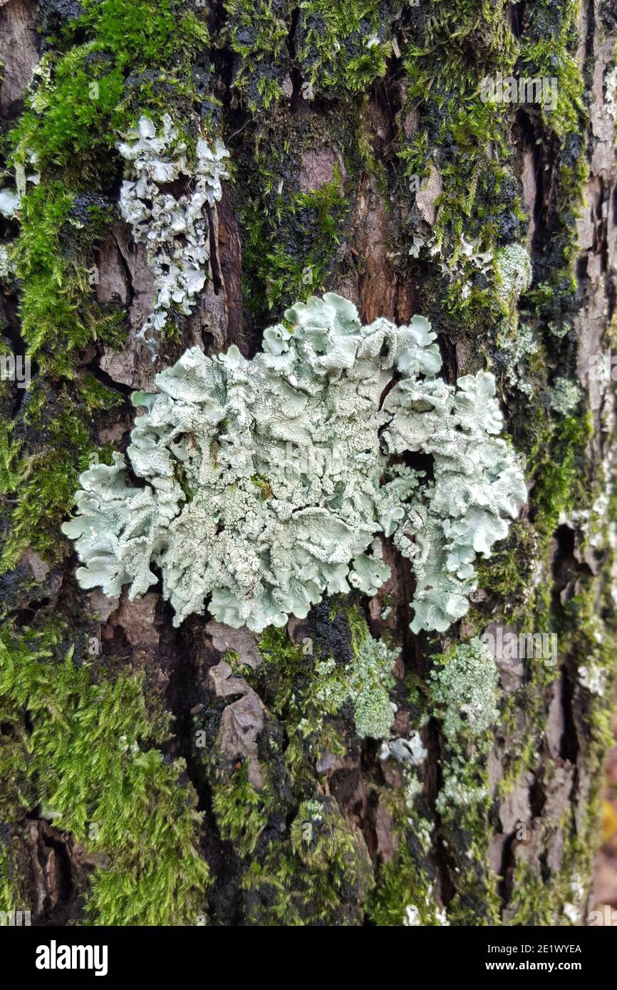 Common greenshield lichen (Flavoparmelia caperata) Stock Photo